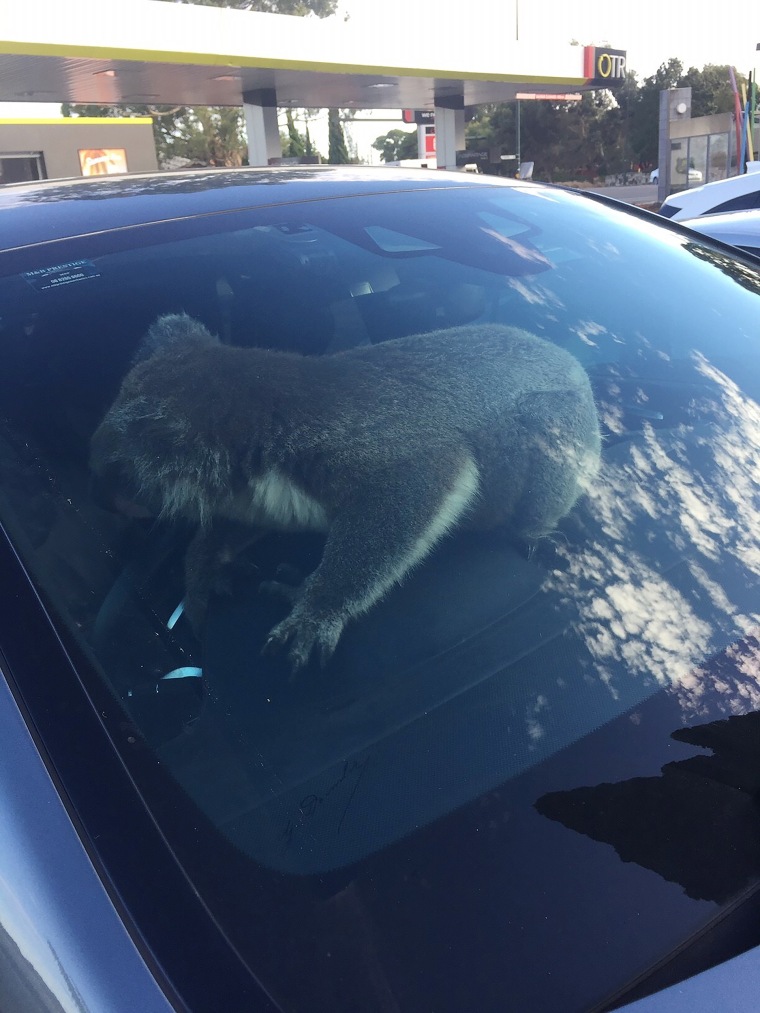 driving koala