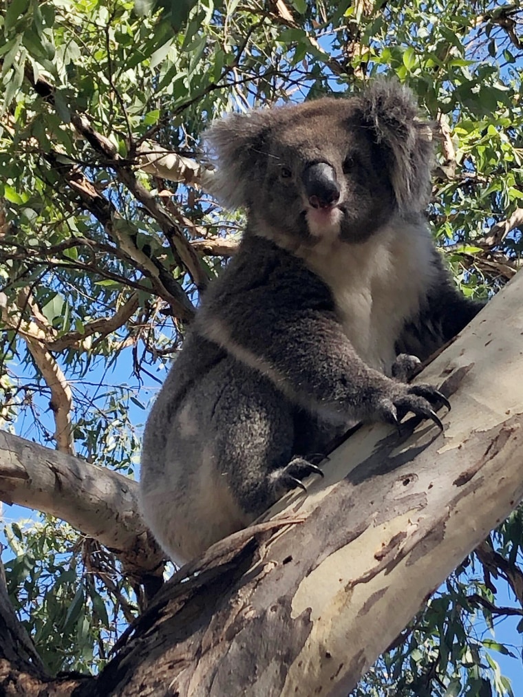 driving koala
