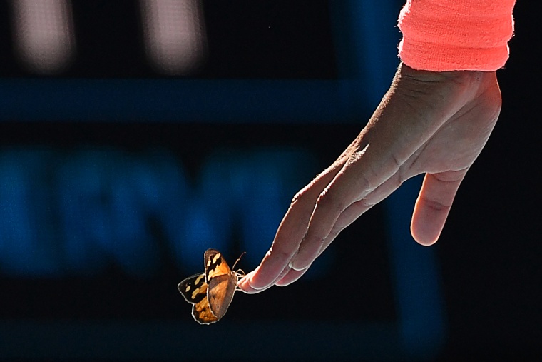 A butterfly lands on Japan's Naomi Osaka as she plays against Tunisia's Ons Jabeur during their women's singles match on day five of the Australian Open tennis tournament in Melbourne on February 12, 2021.