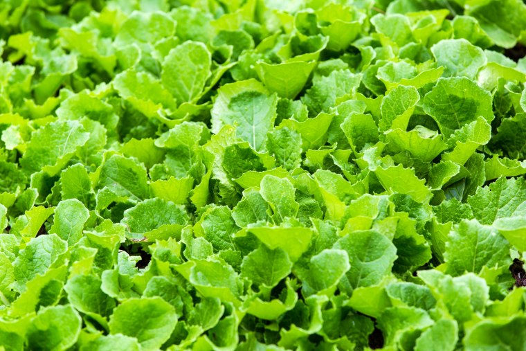 Leaf mustard greens