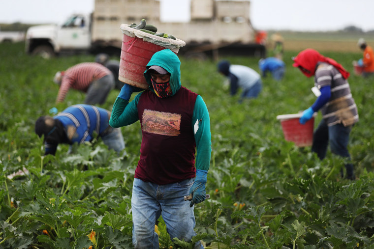 Image: Farm workers harvest zucchini in Florida City