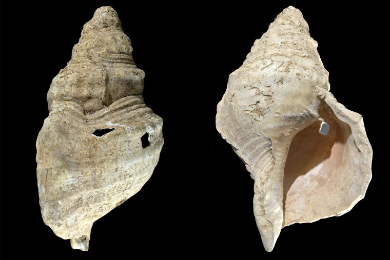 Image: 18,000 year old conch seashell instrument