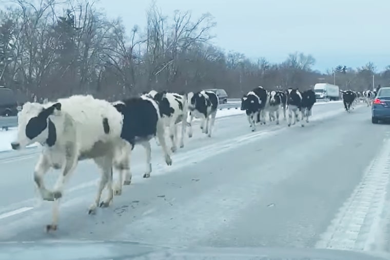 Cows run on a highway after escaping a farm in Indiana.