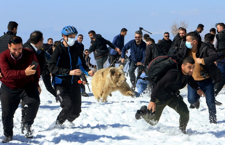 Image: People and security members run away as Kurdish animal rights activists release a bear into the wild after rescuing bears from captivity in people homes, in Dohuk, Iraq Feb. 11, 2021.