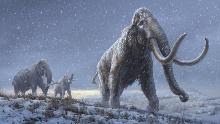 An illustration of three steppe mammoths brave a snowy landscape in ancient Siberia. Scientists have now sequenced DNA older than one million years from such an animal.