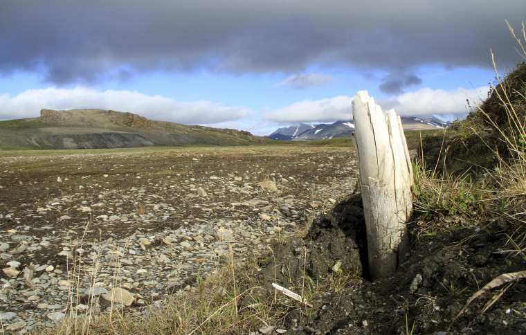 A woolly mammoth tusk emerging from permafrost on Wrangel Island in northeastern Siberia.