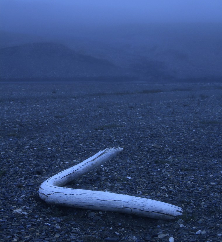 A tusk from a woolly mammoth discovered in a creek bed on Siberia's Wrangel Island in 2017.