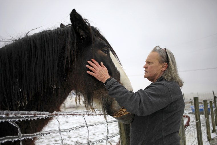 Kim Johnson with her Cydesdale, Nitro.