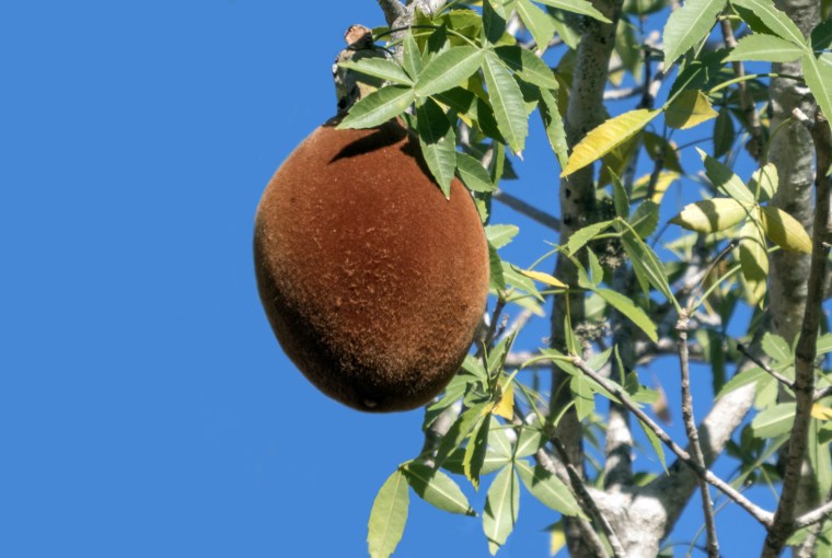 Adansonia or Baobab Tree and fruit, Madagascar