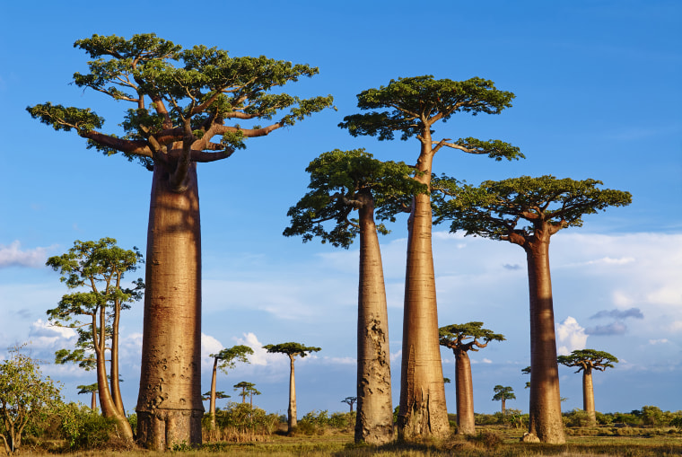 Madagascar, Morondava, Baobab trees