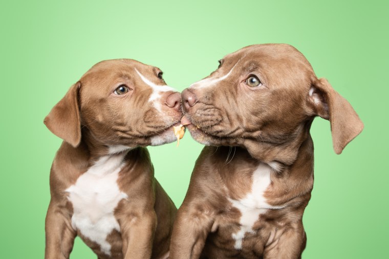 Two puppies "kiss" while licking peanut butter.