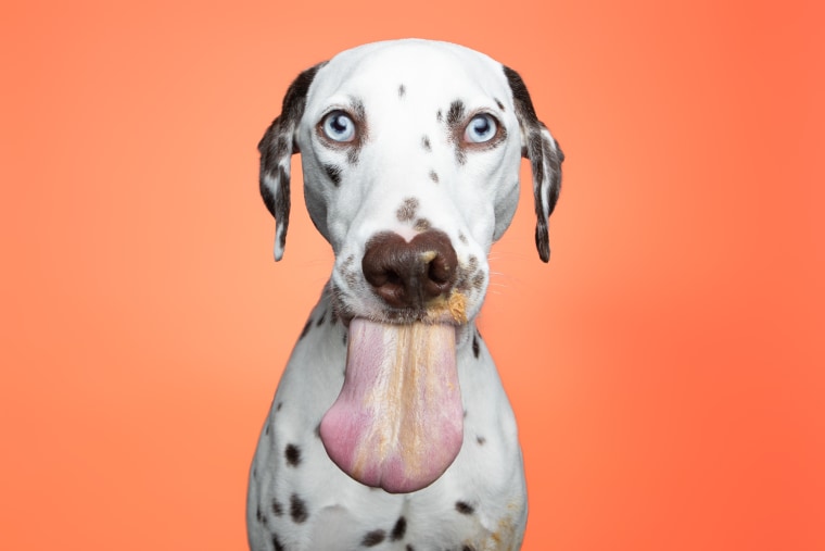 A Dalmatian sticks out his tongue.