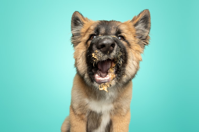 German shepherd mix licks peanut butter.