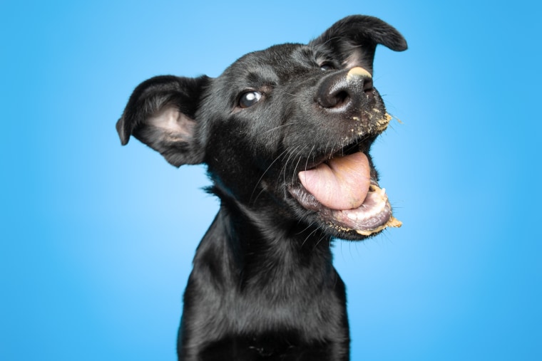 A black dog enjoys peanut butter.