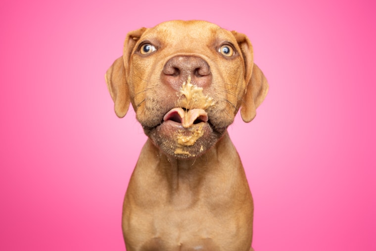 A pit bull mix enjoys peanut butter.