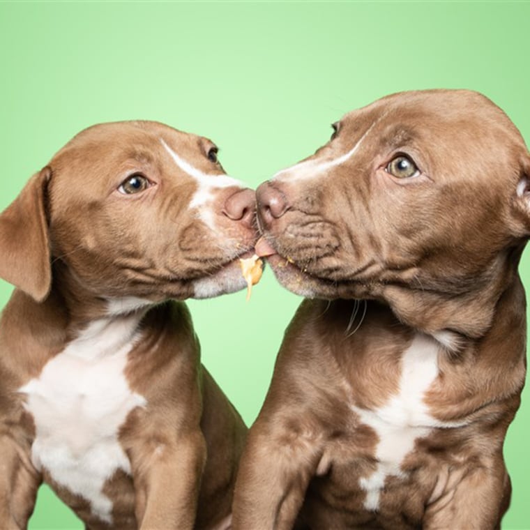 The rescue puppies featured in photographer Greg Murray's book "Peanut Butter Puppies" have all since found homes. 