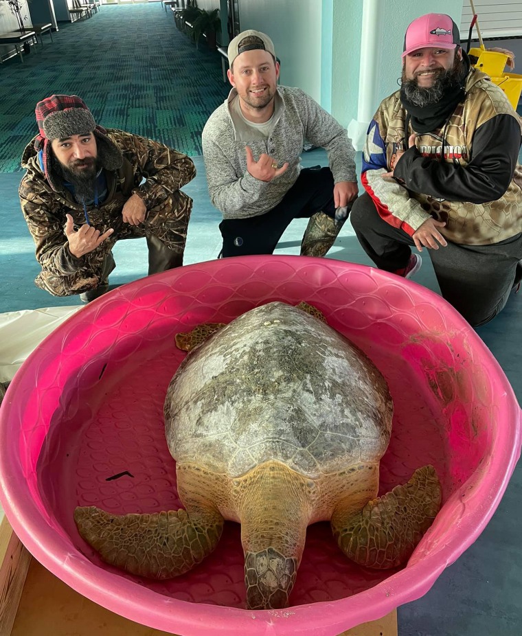 A 400 lb, 200 year old sea turtle rescued in South Padre Island, Texas.
