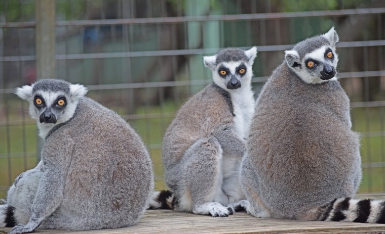 Image: Lemurs at Primarily Primates animal sanctuary
