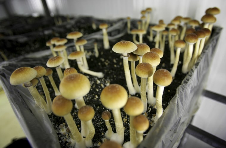 Image: Magic Mushrooms in a grow room