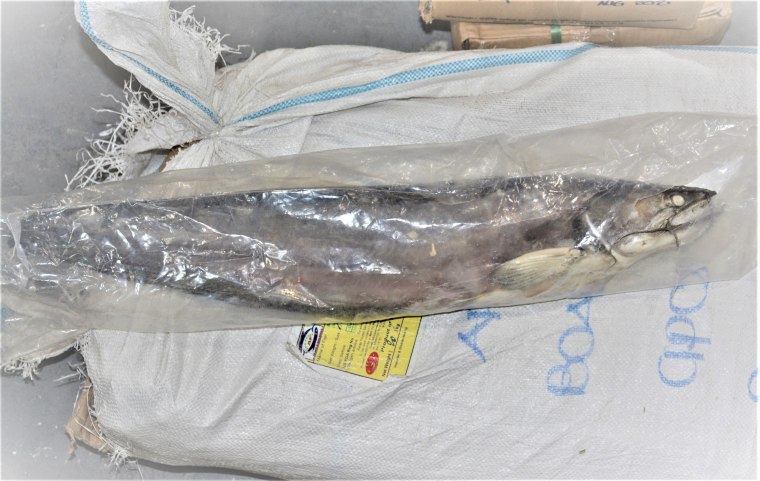 Image: Banned catfish from smuggling operation