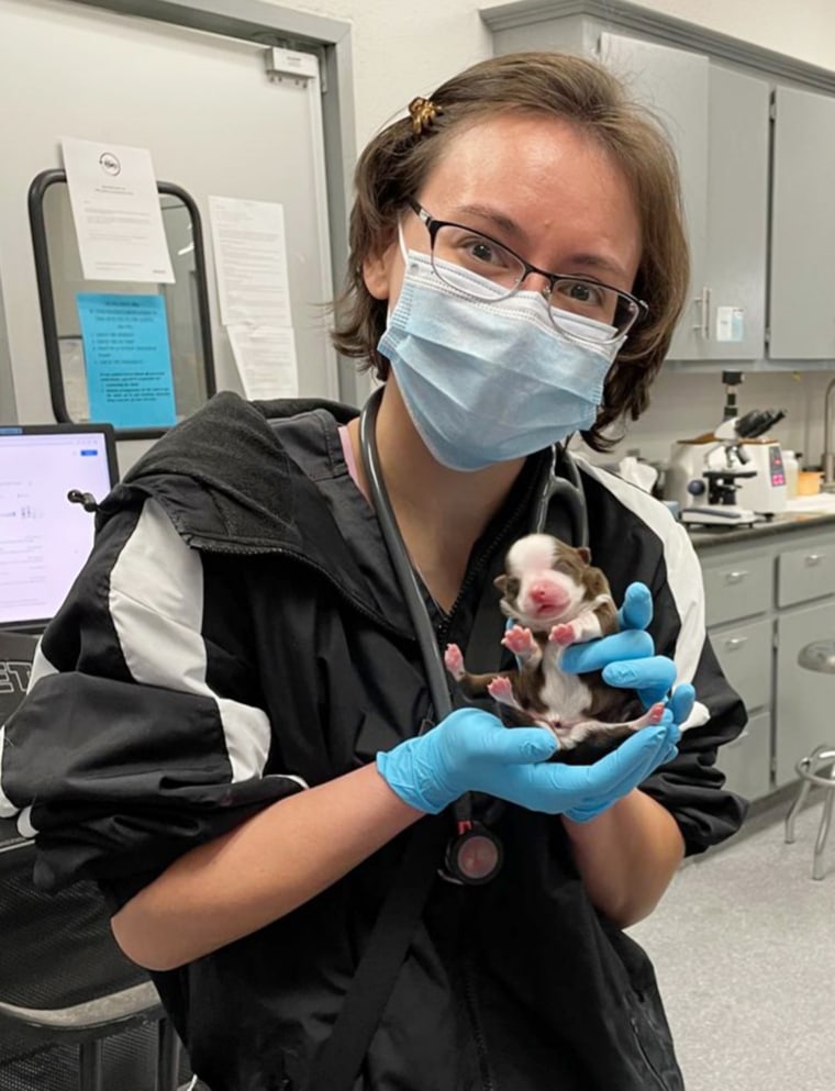 Puppy born with six legs