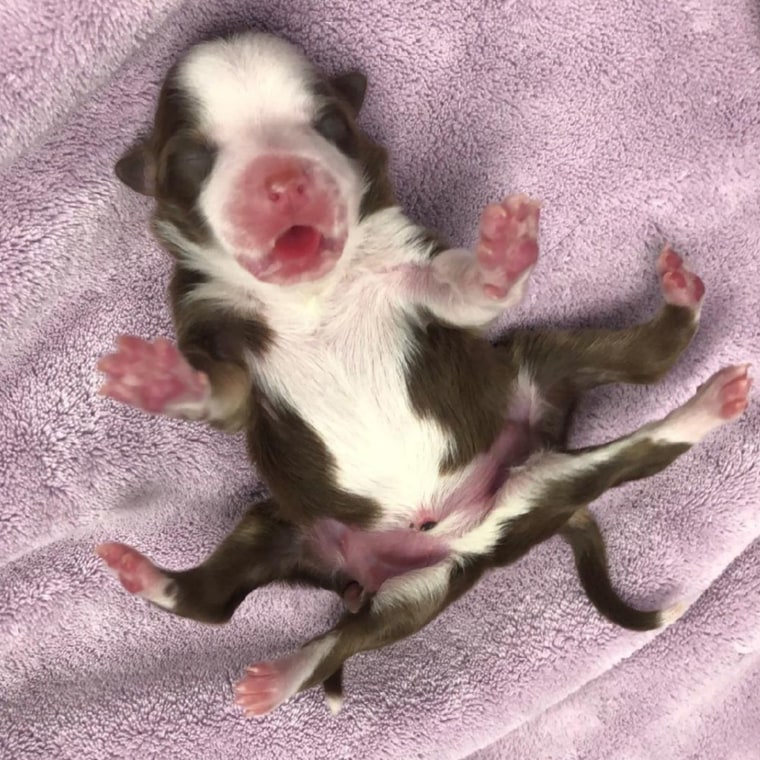 Puppy born with 6 legs and 2 tails is a 'miracle,' vet says