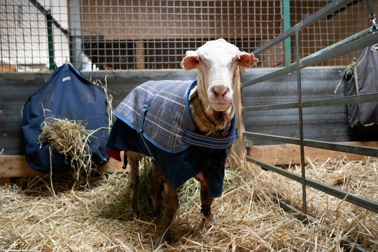 Sheep Baarack is pictured after his thick wool was shorn in Lancefield, Australia