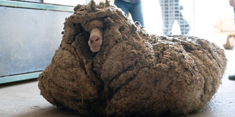 Sheep Baarack is seen before his thick wool was shorn in Lancefield, Australia