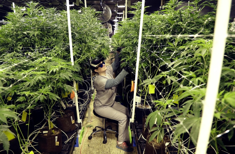 Image: Heather Randazzo, a grow employee at Compassionate Care Foundation's medical marijuana dispensary, trims leaves at the company grow house in Egg Harbor Township, New Jersey, on March 22, 2019.