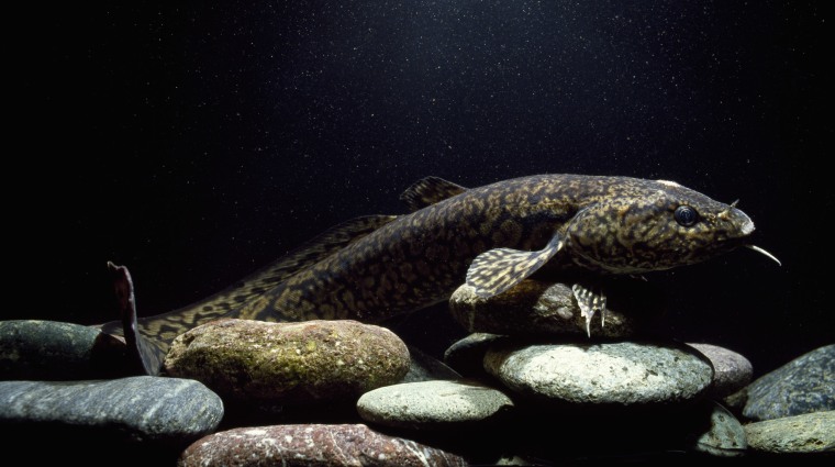 Image: A burbot. This freshwater fish is extinct in the UK but there are plans to reintroduce it.