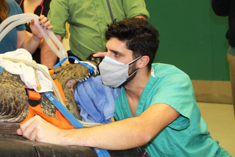 Garrett Fraess, zoo medicine resident at the University of Florida College of Veterinary Medicine, reaches into the esophagus of Anuket, a gator, to try to remove a show lodged in her stomach on Feb. 5, 2021.