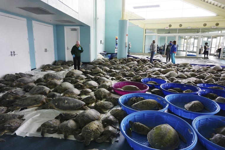 Image:Thousands of Atlantic green sea turtles and Kemp's ridley sea turtles suffering from cold stun are laid out to recover at the South Padre Island Convention Center