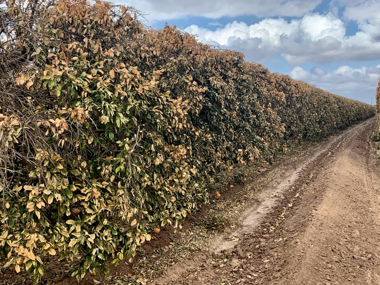 After the snow melted and temperatures warmed up, the citrus trees began turning brown.