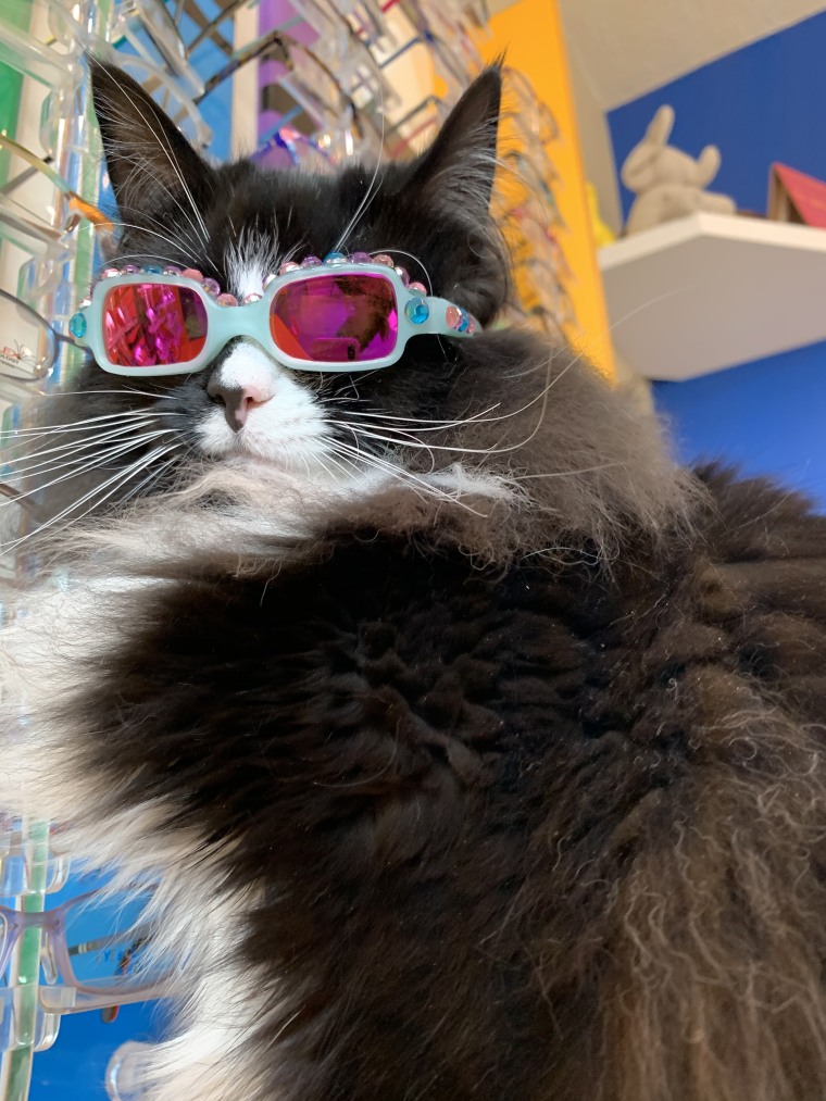 Cats glasses best sale