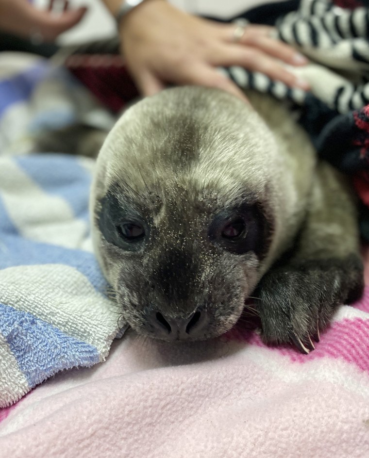 Sidney was taken to the Pacific Marine Mammal Center, where staff had to provide around-the-clock care and feed her every two hours. This snapshot was taken during Sidney's first night at the center.