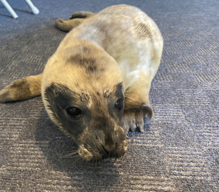 Baby Sidney crawling on the floor at the Pacific Marine Mammal Center.