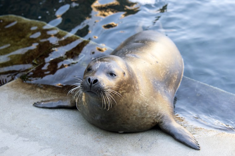 Harbor seals like Sidney can swim the minute they're born.