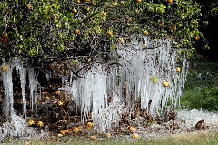 Image: Icicles on a citrus tree in Edinburg, Texas