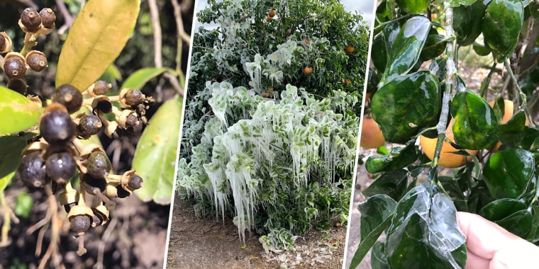 Citrus trees were covered in snow and ice when temperatures dropped below freezing during the peak of the cold weather.