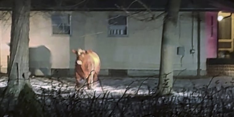 Officers posted a blurry nighttime photo of the bovine showing it on a residential street near a “Support Our Police” yard sign. 