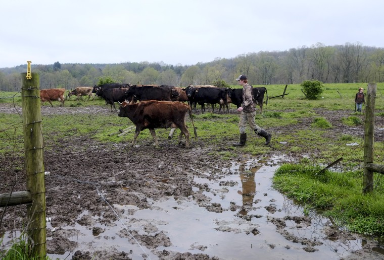 A farmer leads dairy cows from the pasture to the milking barn at a creamery in Ohio