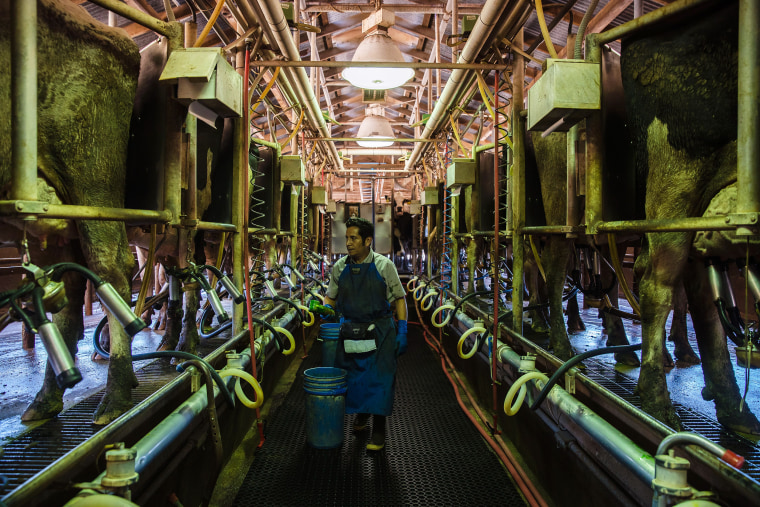 Image: California milk farm