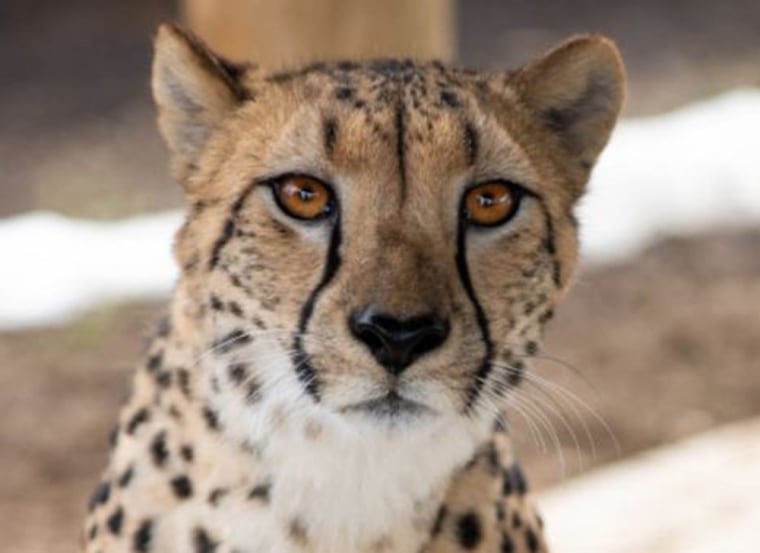 Image: 4-year-old cheetah Isabelle at Columbus Zoo and Aquarium.