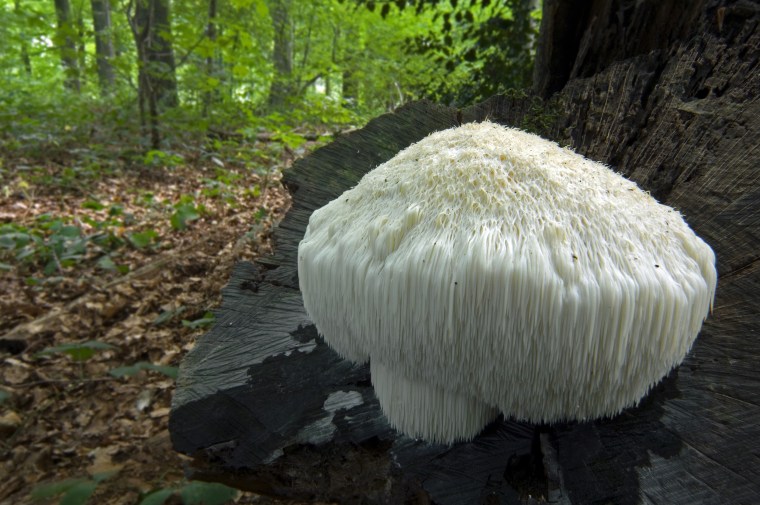 Lion's mane mushroom