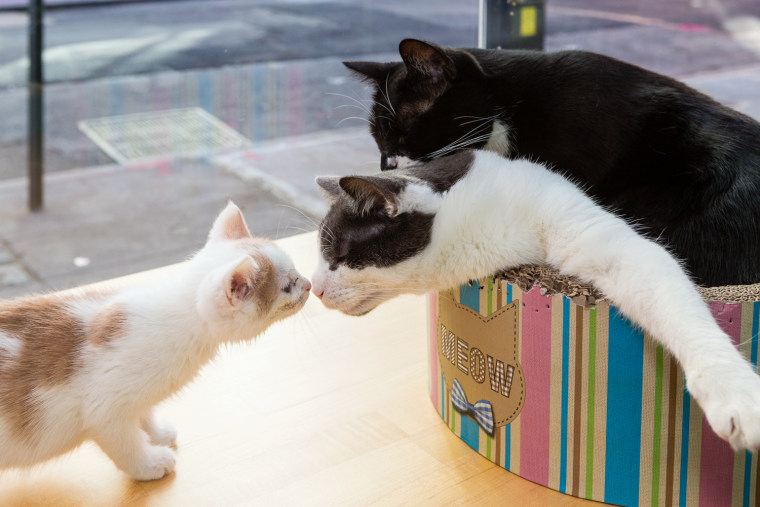 Cats touch noses at Meow Parlour.