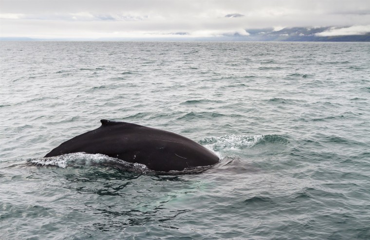 A Humpback whale in Skjalfandi bay, Húsavík. Iceland is one of only three countries in the world that still allow commercial whaling, the other two being Japan and Norway.