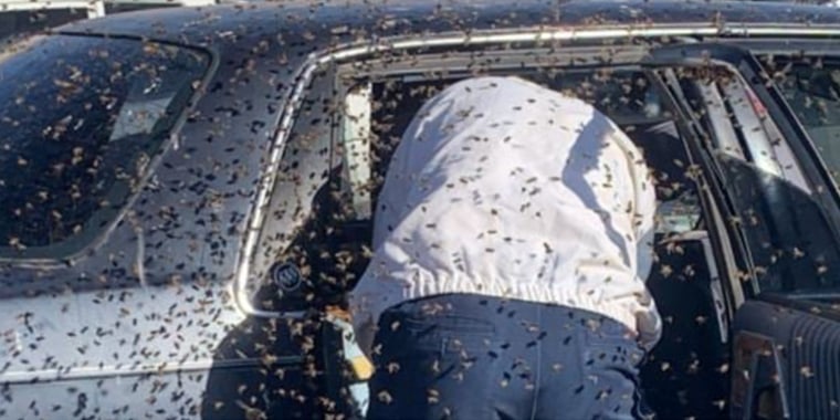 The police department estimated that 15,000 bees were removed and relocated.
