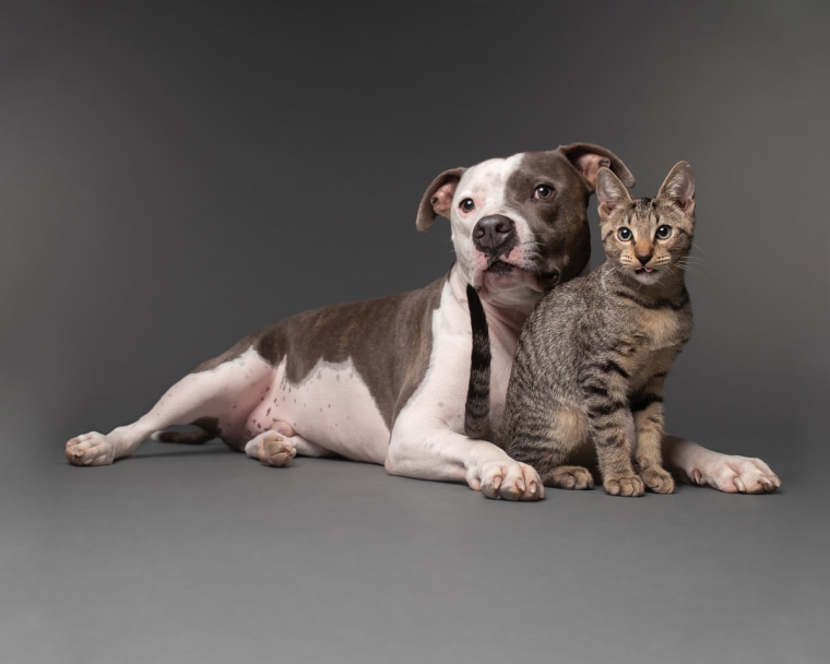 Dude the pit bull with his kitten friend, Ace