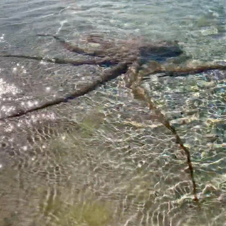 Image: An octopus spreads its tentacles under water near the shore in Dunsborough