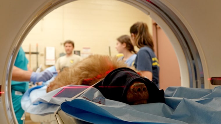 IMAGE: A young black bear displaying neurological abnormalities undergoes a CT scan at UC Davis in 2019